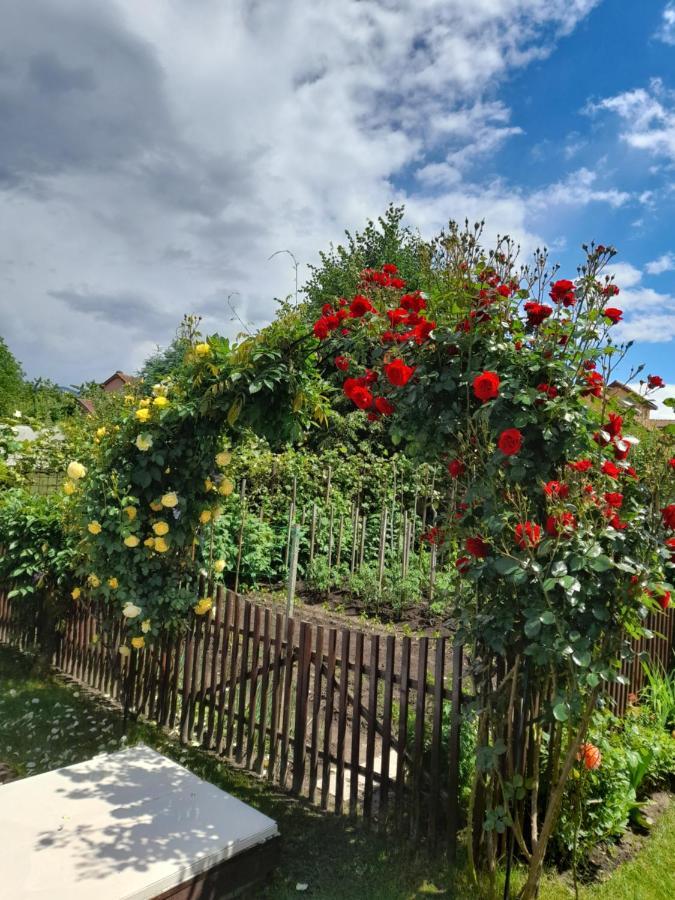 Casa Ioana Villa Haţeg Екстериор снимка